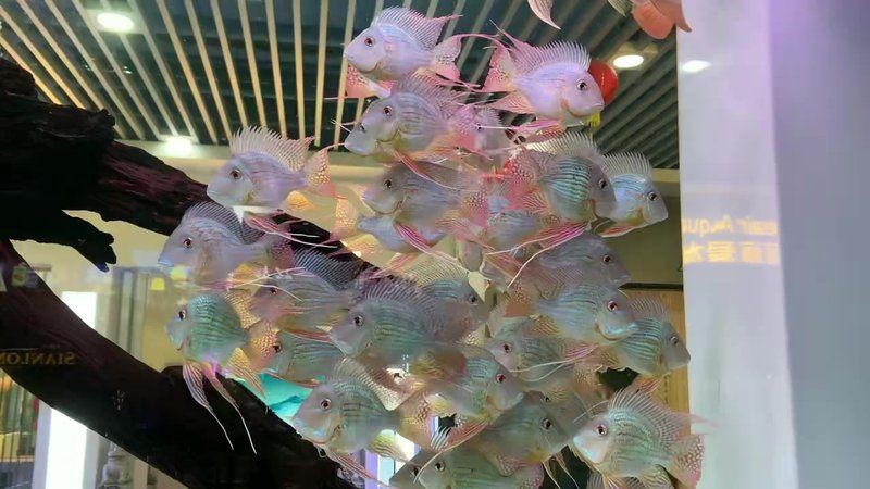 進口元寶鳳凰魚：進口元寶鳳凰魚是一種兼具高觀賞性與生態(tài)價值的熱帶淡水觀賞魚 進口元寶鳳凰魚：進口元寶鳳凰魚是一種兼具高觀賞性與生態(tài)價值的熱帶淡水觀賞魚 龍魚百科 第7張