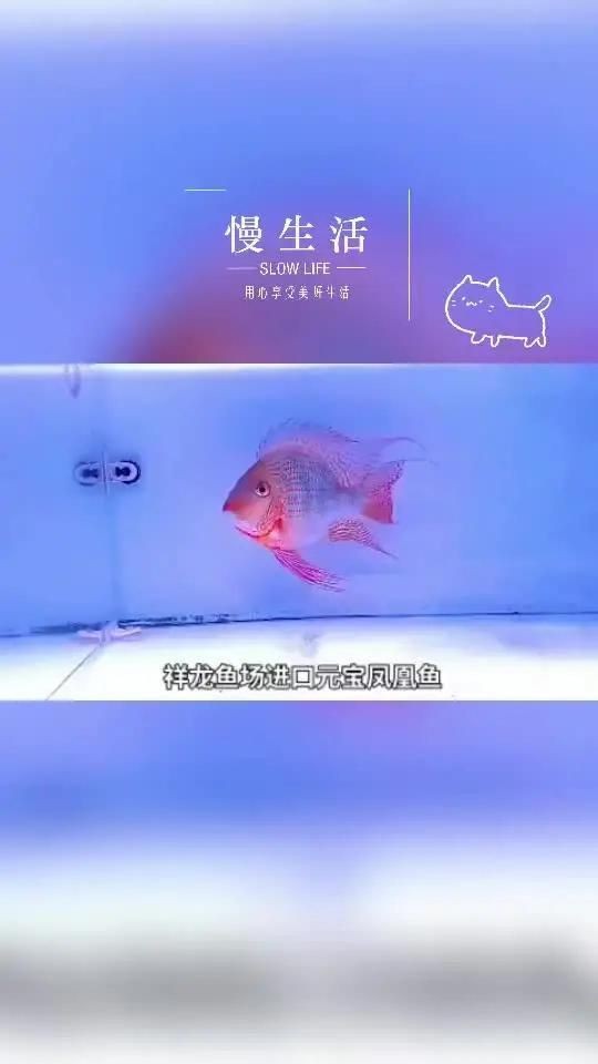 進口元寶鳳凰魚：進口元寶鳳凰魚是一種兼具高觀賞性與生態(tài)價值的熱帶淡水觀賞魚 進口元寶鳳凰魚：進口元寶鳳凰魚是一種兼具高觀賞性與生態(tài)價值的熱帶淡水觀賞魚 龍魚百科 第9張