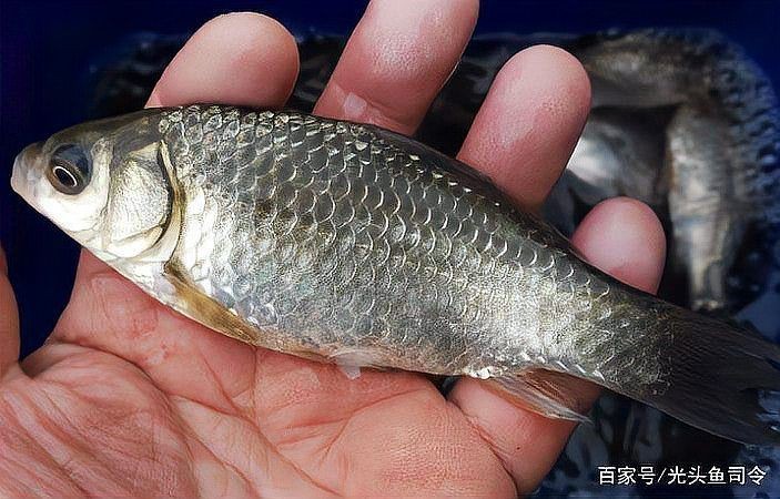 和鳊魚很像的魚有哪些：武昌魚與鳊魚的區別