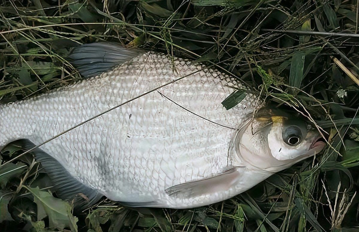 和鳊魚很像的魚有哪些：武昌魚與鳊魚的區別