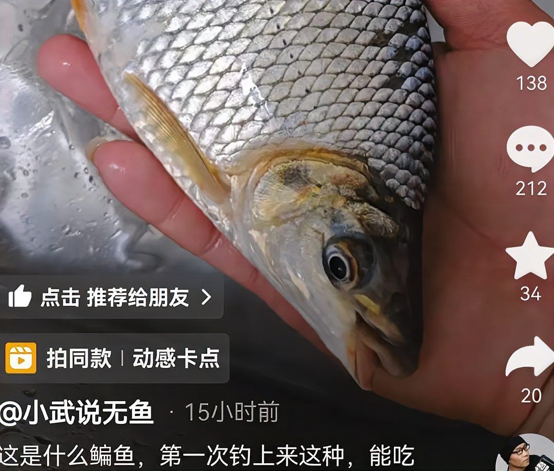 和鳊魚很像的魚有哪些：武昌魚與鳊魚的區別