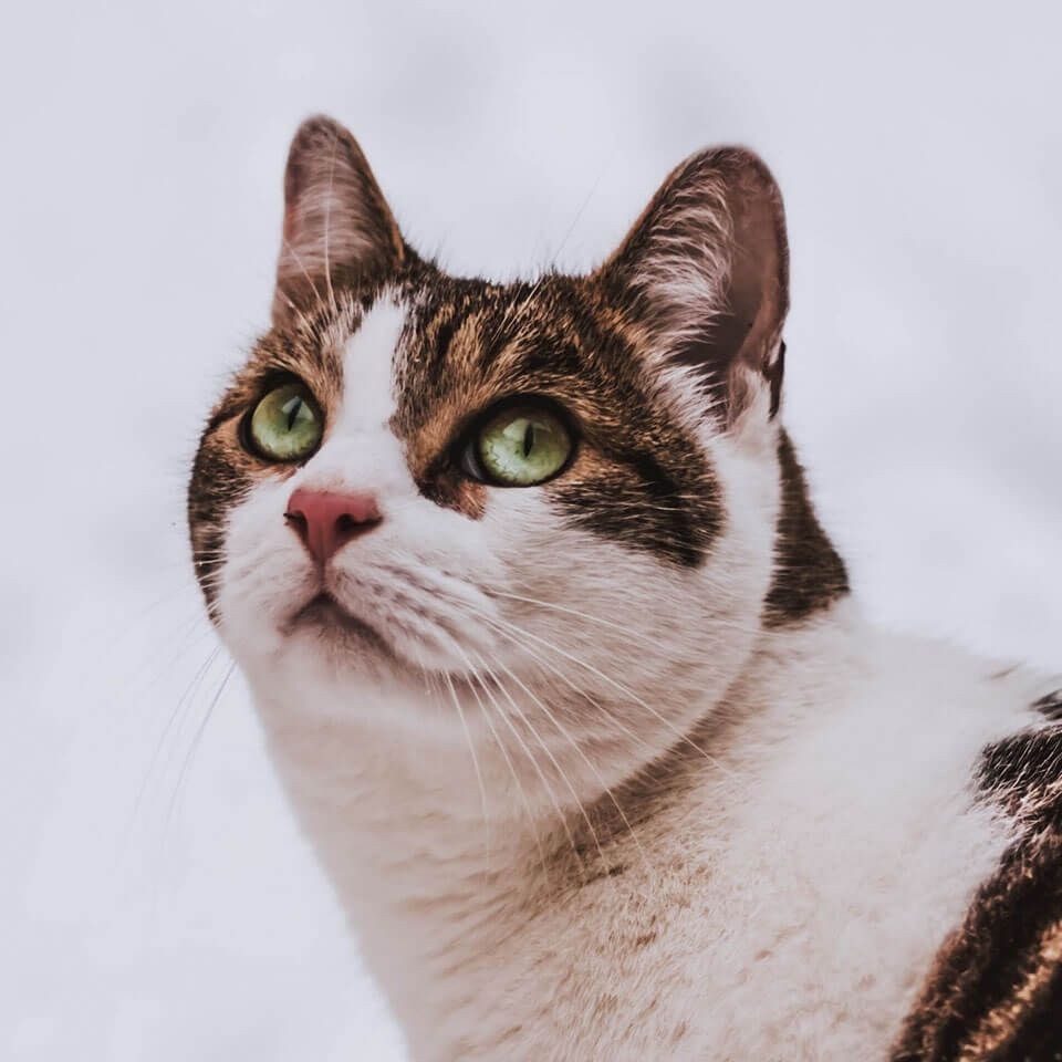 養(yǎng)三條龍魚不是一般人：養(yǎng)三條龍魚的注意事項