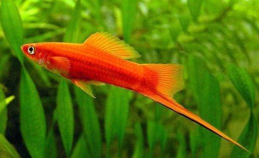 剛下的紅箭小魚怎么養：剛入缸的紅箭小魚需經歷2-3天的適應期，維持水溫在24-[需手動填充]