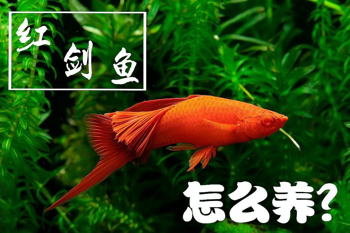 剛下的紅箭小魚怎么養：剛入缸的紅箭小魚需經歷2-3天的適應期，維持水溫在24-[需手動填充]