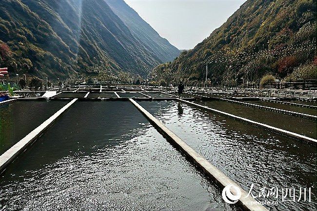 海拔2000米可以養(yǎng)什么魚：在海拔2000米的高原地區(qū)發(fā)展冷水魚養(yǎng)殖