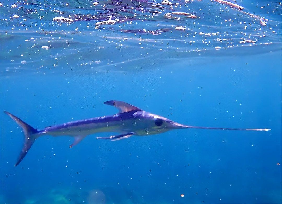 箭魚：海洋生態系統的海洋生態系統中的箭魚的存在維持著食物鏈平衡