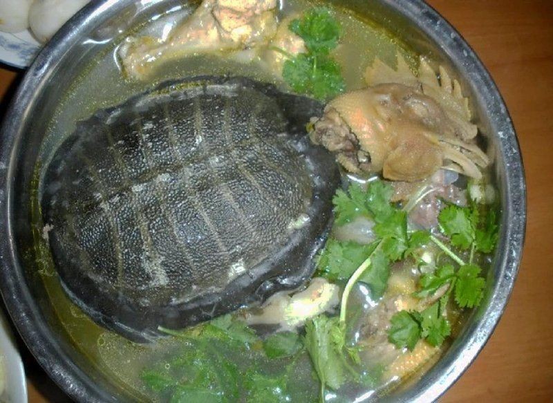 甲魚十大養殖：江西南豐縣甲魚十大養殖核心要點展開高效養殖技術體系