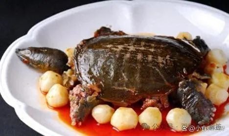 甲魚十大養殖：江西南豐縣甲魚十大養殖核心要點展開高效養殖技術體系