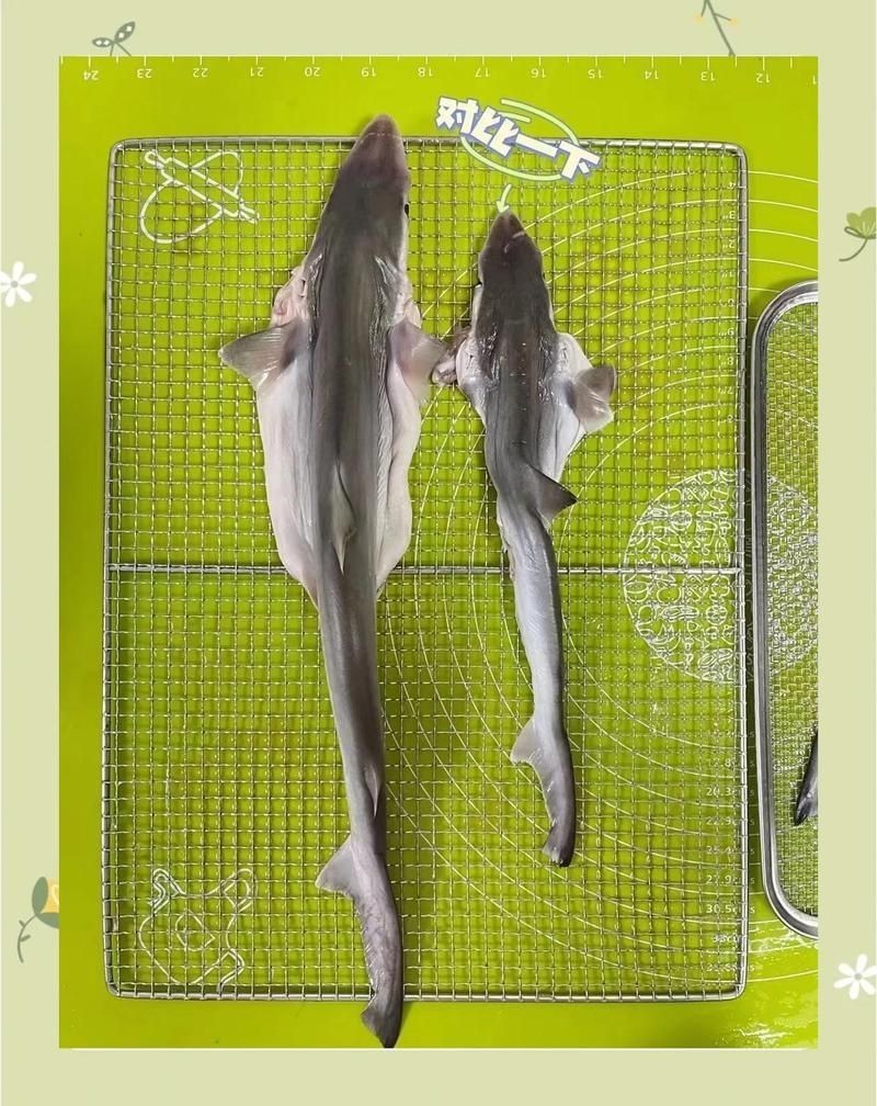 國(guó)家允許吃鯊魚嗎：中國(guó)對(duì)食用鯊魚采取嚴(yán)格管控措施