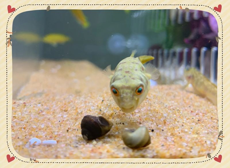 狗頭魚多久喂一次：狗頭魚喂食頻率及相關飼養要點 狗頭魚多久喂一次：狗頭魚喂食頻率及相關飼養要點 龍魚論壇 第10張
