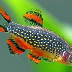 火翅金鉆燈魚最忌三種東西：火翅金鉆燈魚飼養(yǎng)與繁殖