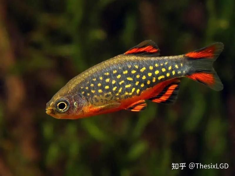 火翅金鉆燈魚最忌三種東西：火翅金鉆燈魚飼養(yǎng)與繁殖