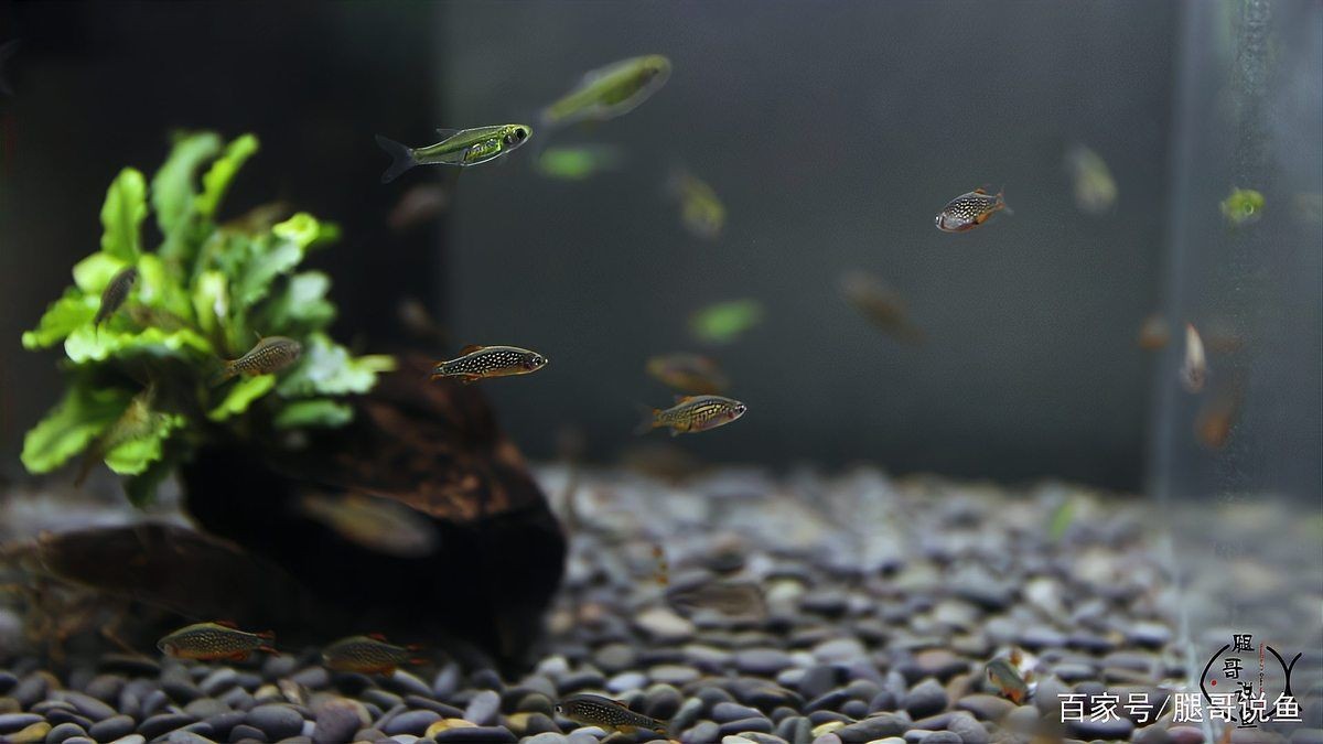 火翅金鉆燈魚最忌三種東西：火翅金鉆燈魚飼養(yǎng)與繁殖