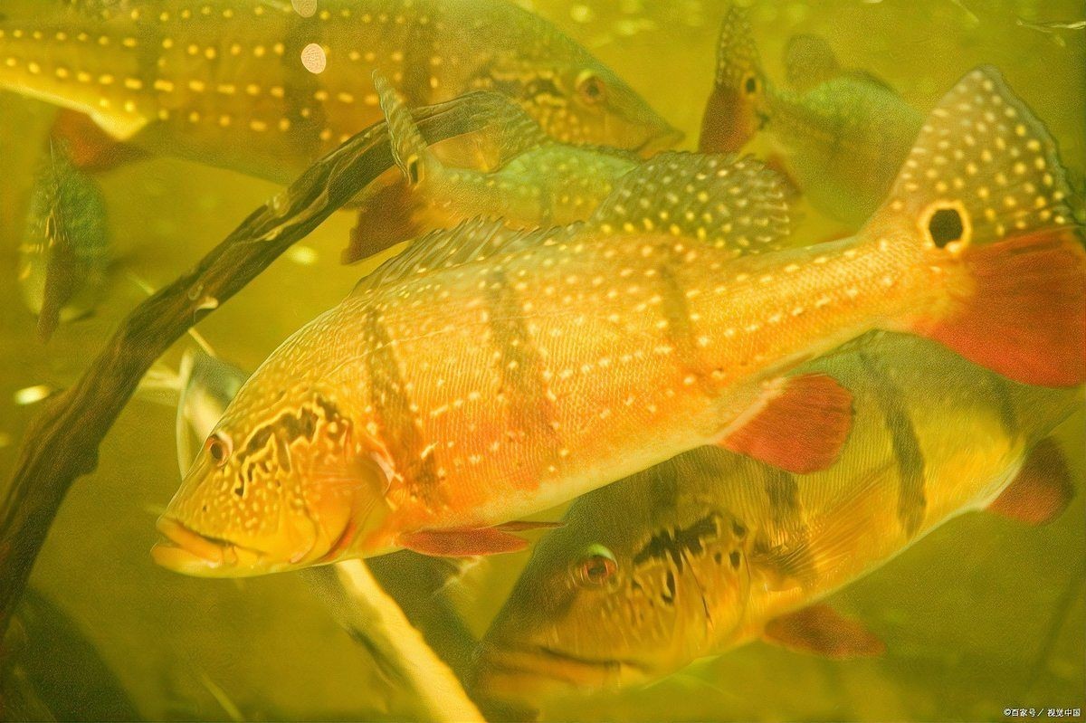 金老虎魚吃啥最厲害：關于金老虎魚的食性特點，