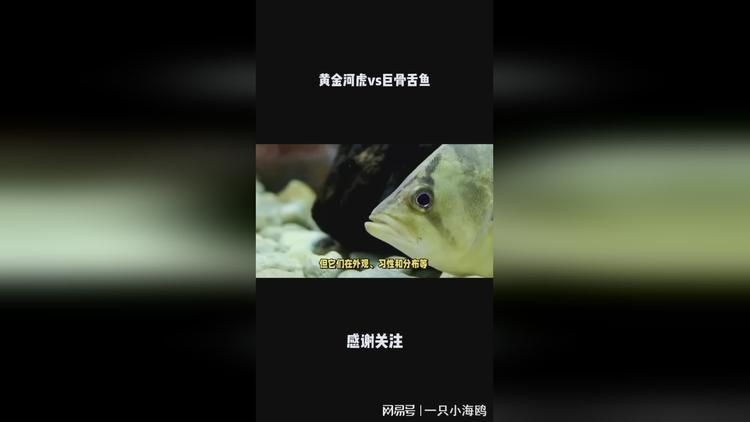 金河虎魚vs巨骨舌魚最新消息:黃金河虎與巨骨舌魚是一種混養嗎 龍魚百科 第4張 金河虎魚vs巨骨舌魚最新消息:黃金河虎與巨骨舌魚是一種混養嗎 金河虎魚vs巨骨舌魚最新消息:黃金河虎與巨骨舌魚是一種混養嗎 龍魚百科 第4張