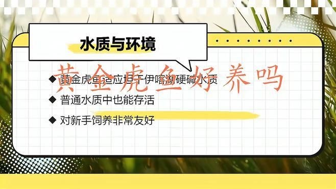 金老虎魚視頻：日本水族館展出罕見老虎魚通體金黃引游客圍觀