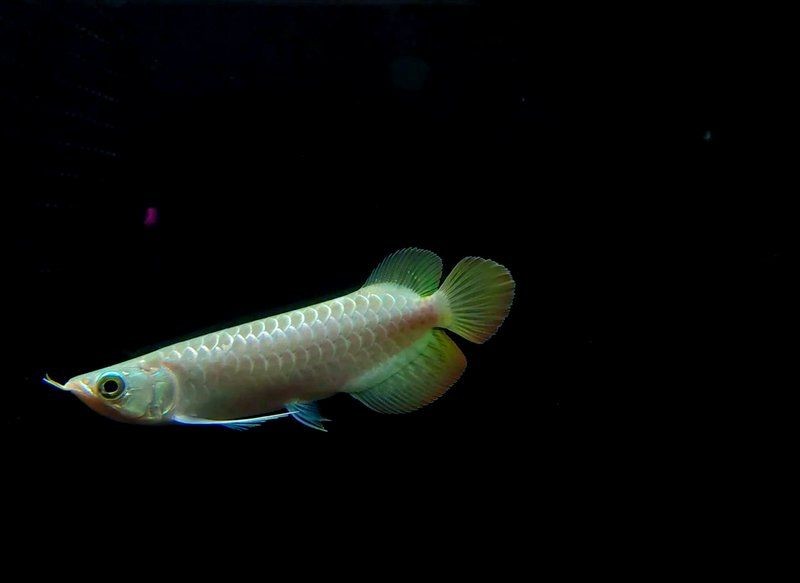 2-3cm紅龍魚苗圖片：2-3厘米體長的紅龍魚苗高清圖片