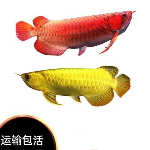 2-3cm紅龍魚苗圖片：2-3厘米體長的紅龍魚苗高清圖片