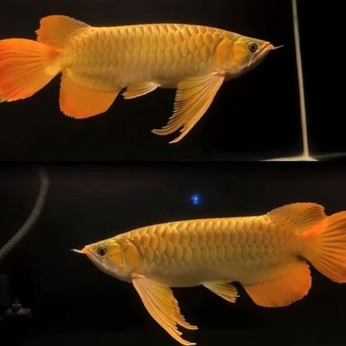 2-3cm紅龍魚苗圖片：2-3厘米體長的紅龍魚苗高清圖片