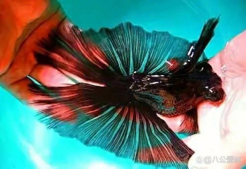 為什么養蝶尾的人少了：蝶尾金魚的飼養技術