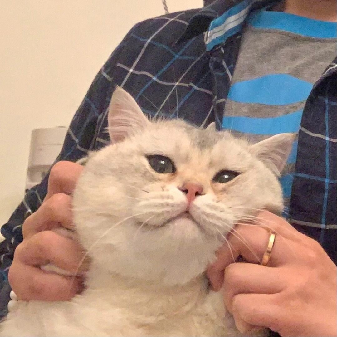 為什么養蝶尾的人少了：蝶尾金魚的飼養技術