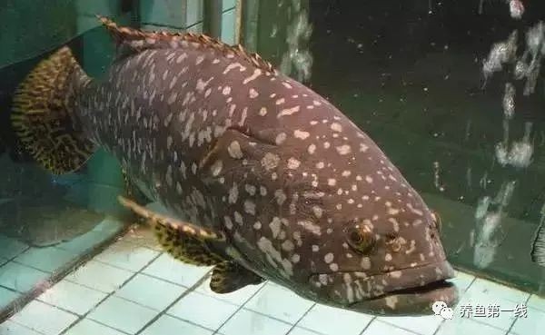 海魚名稱大全500種：《海魚名稱大全500種》16種常見海水魚類圖譜大全
