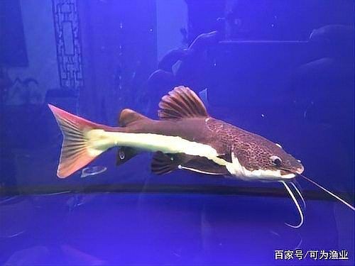 狗仔招財貓魚最忌三種東西：養招財貓魚的三大禁忌