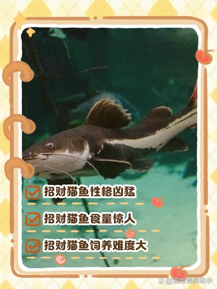 狗仔招財貓魚最忌三種東西：養招財貓魚的三大禁忌