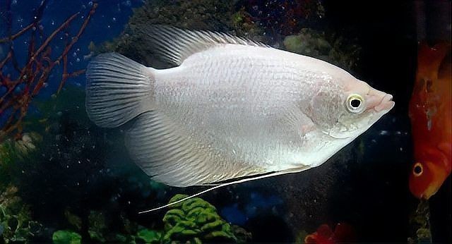 狗仔招財貓魚最忌三種東西：養招財貓魚的三大禁忌