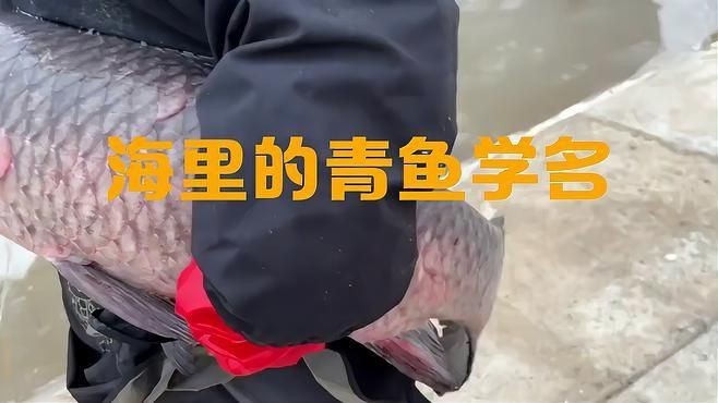海青魚學名叫什么：海青魚俗稱什么魚俗稱什么魚小駿育見海青魚俗稱什么魚