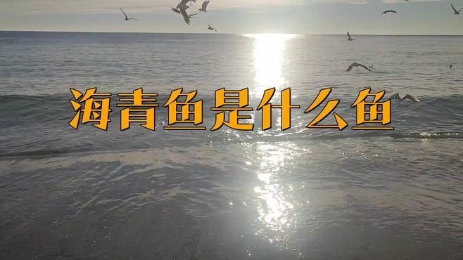 海青魚學名叫什么：海青魚俗稱什么魚俗稱什么魚小駿育見海青魚俗稱什么魚