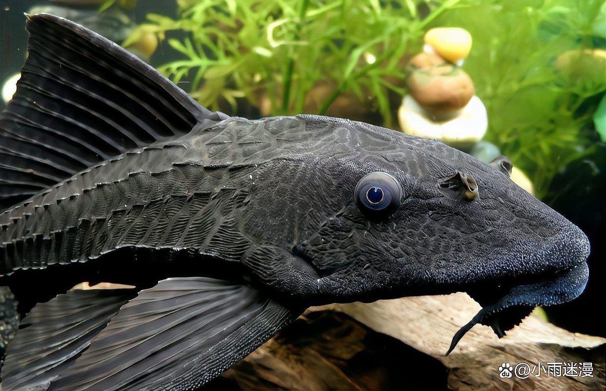 混養冷水魚最忌三種魚：冷水魚混養應該注意哪些問題？