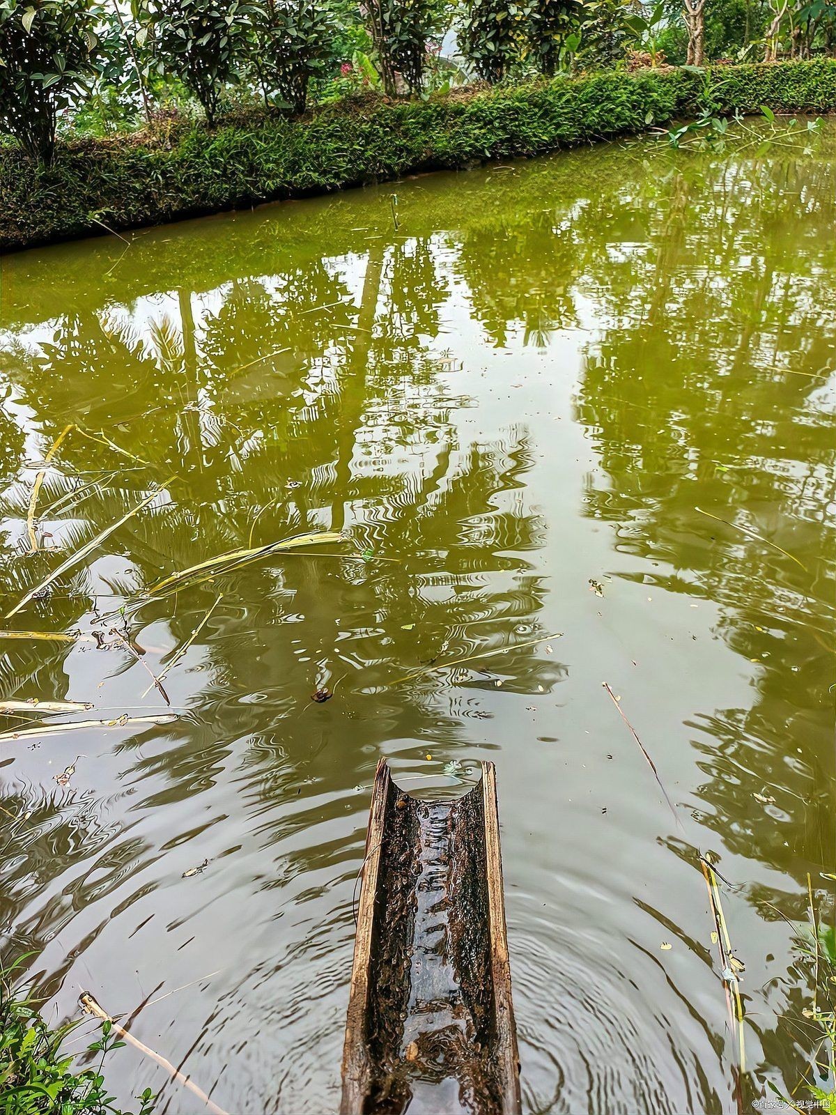 混養冷水魚最忌三種魚：冷水魚混養應該注意哪些問題？
