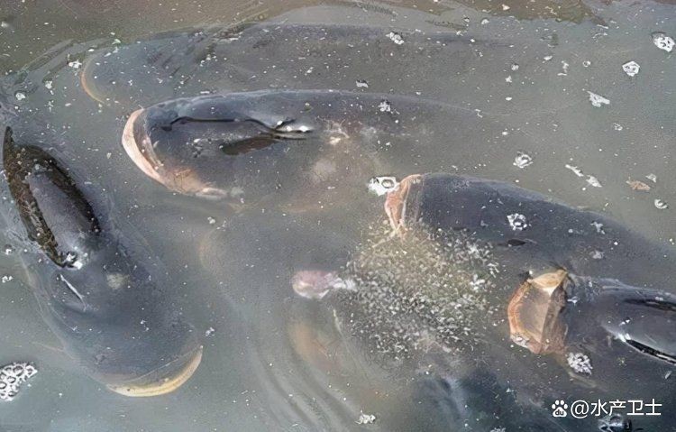 狗頭魚缺氧會死嗎：狗頭魚缺氧怎么辦