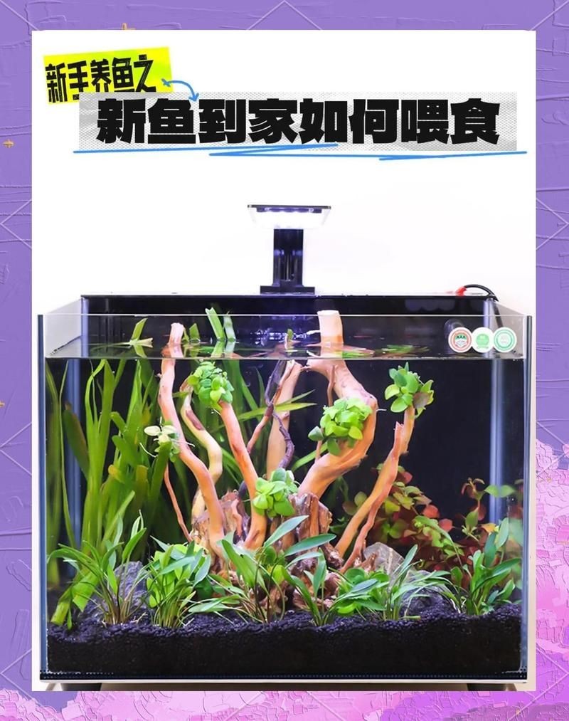皇冠三間魚一天喂多少：——紅尾皇冠三間魚正確養法全指南