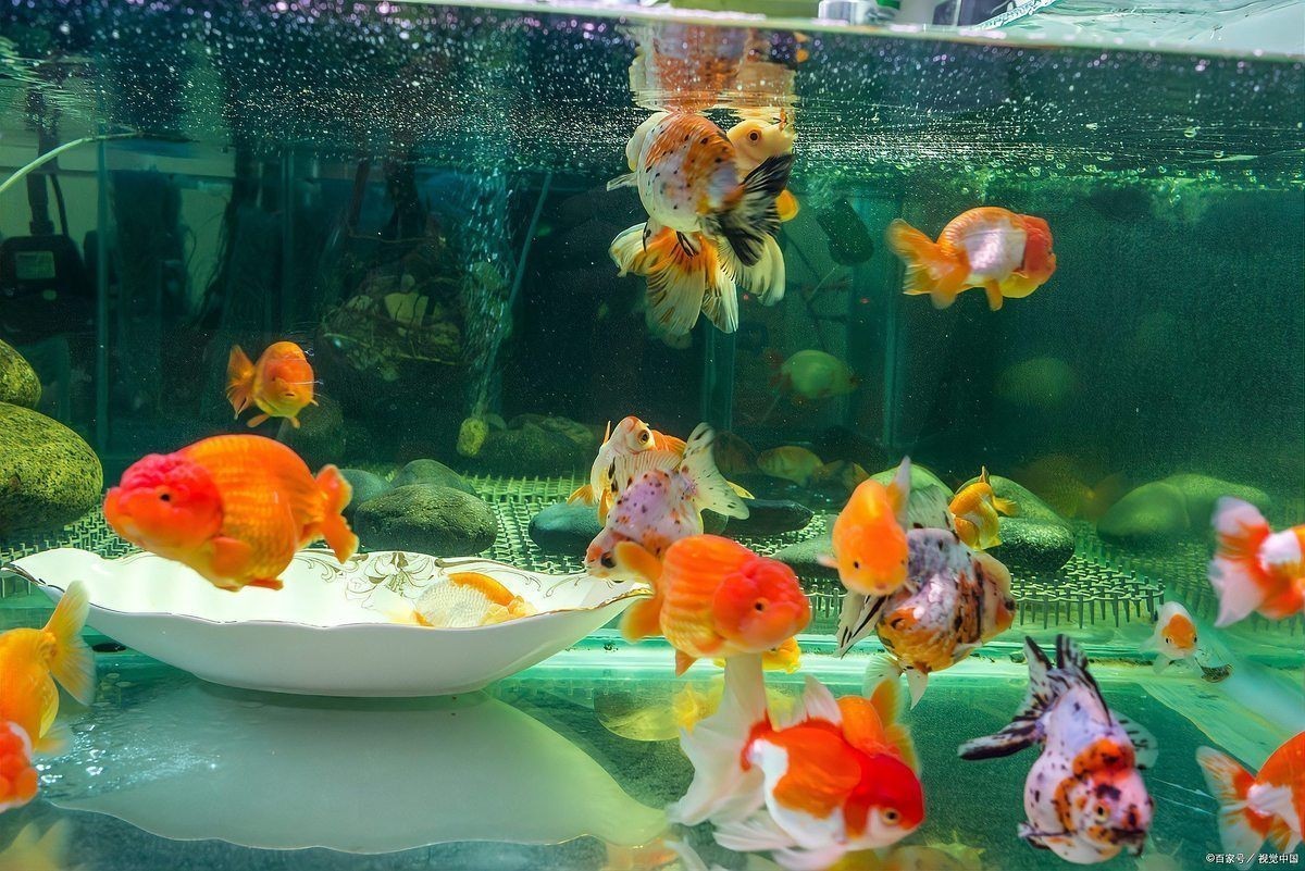 皇冠三間魚一天喂多少：——紅尾皇冠三間魚正確養法全指南