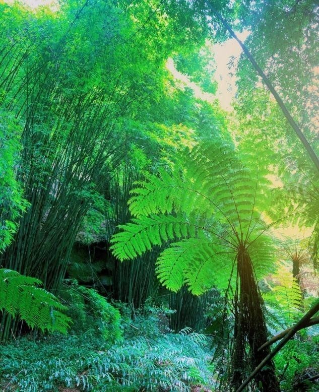 國家保護植物名錄：《國家重點保護野生植物名錄》