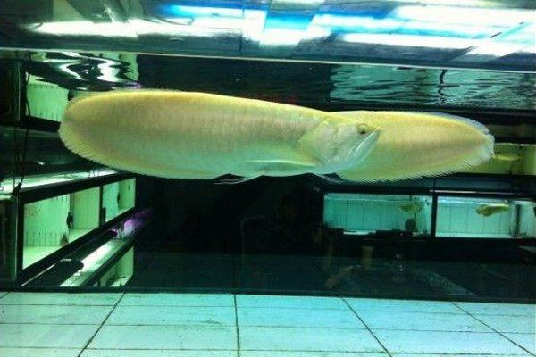 和銀龍混養的魚前十名：十大適合與銀龍魚混養的魚類