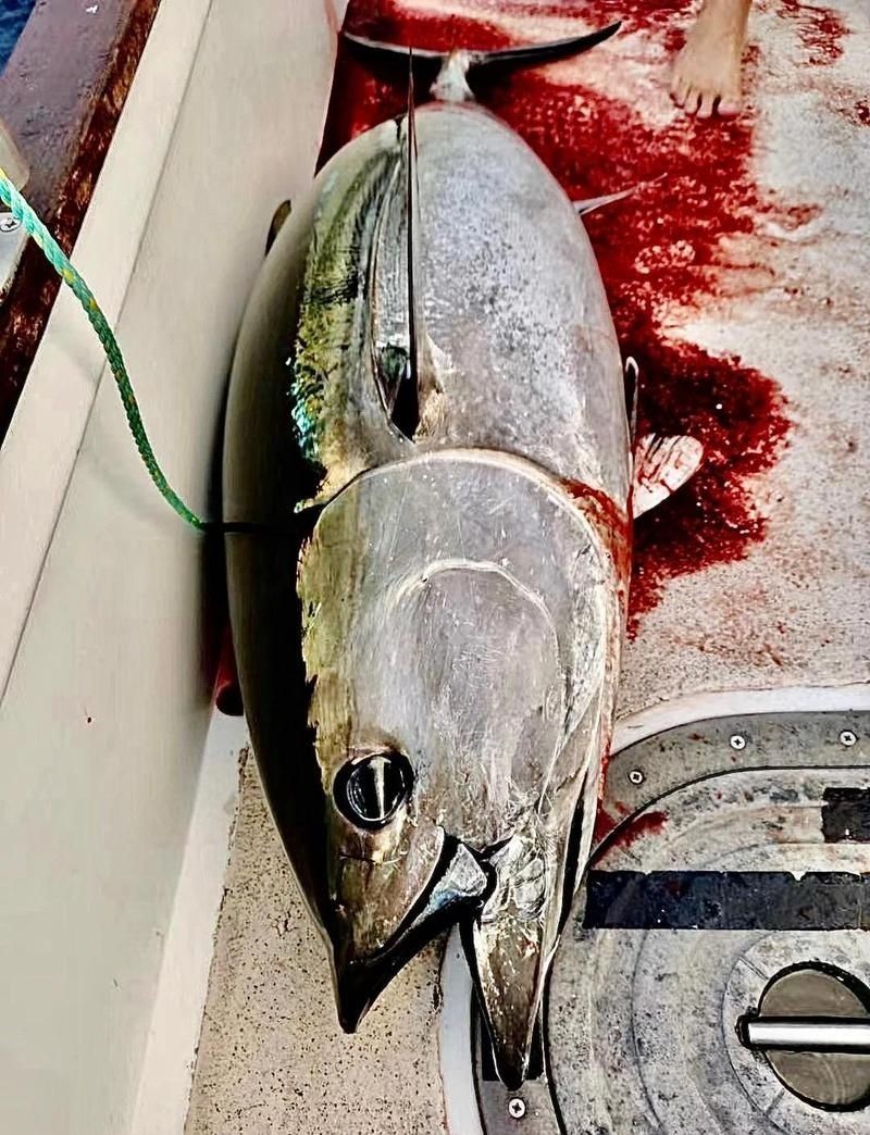金槍魚十大排名：**《金槍魚十大排名》