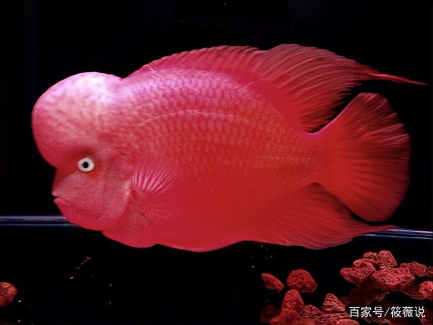 金剛鸚鵡魚打架兇不兇:金剛鸚鵡魚與普通鸚鵡魚的親本組合正好相反( 龍魚百科 第5張 金剛鸚鵡魚打架兇不兇:金剛鸚鵡魚與普通鸚鵡魚的親本組合正好相反( 金剛鸚鵡魚打架兇不兇:金剛鸚鵡魚與普通鸚鵡魚的親本組合正好相反( 龍魚百科 第5張