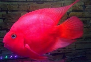 金剛鸚鵡魚打架兇不兇:金剛鸚鵡魚與普通鸚鵡魚的親本組合正好相反( 龍魚百科 第3張 金剛鸚鵡魚打架兇不兇:金剛鸚鵡魚與普通鸚鵡魚的親本組合正好相反( 金剛鸚鵡魚打架兇不兇:金剛鸚鵡魚與普通鸚鵡魚的親本組合正好相反( 龍魚百科 第3張