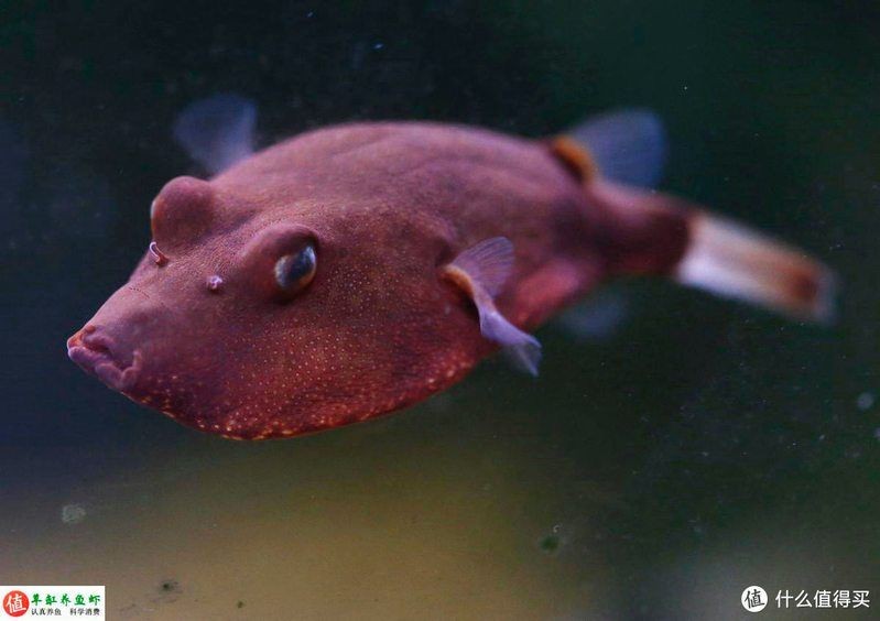 狗頭魚長啥樣：狗頭魚因頭部形似犬類而得名是一類具有鮮明特征的淡水魚類