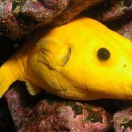 狗頭魚長啥樣：狗頭魚因頭部形似犬類而得名是一類具有鮮明特征的淡水魚類