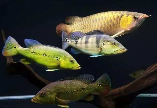 紅龍配魚什么最好：紅龍魚混養指南:紅龍魚和什么魚混養好7種方法幫你
