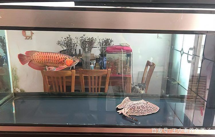 紅龍配魚什么最好：紅龍魚混養指南:紅龍魚和什么魚混養好7種方法幫你