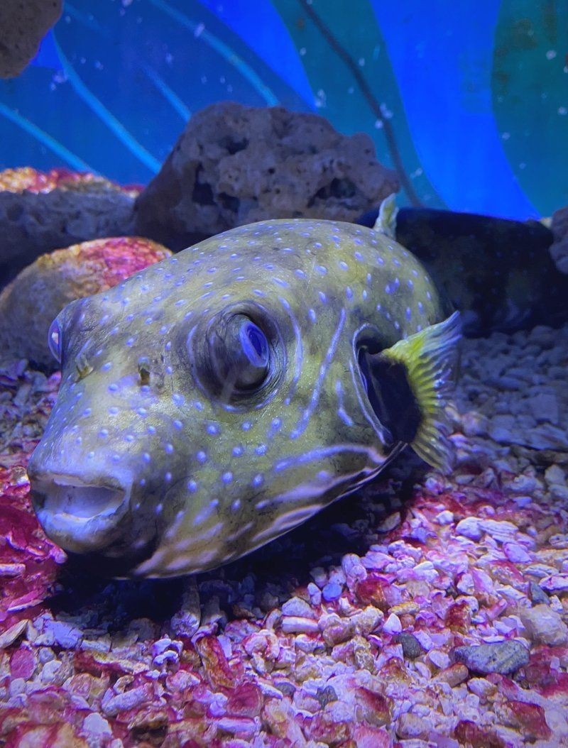 狗頭魚：狗頭魚:我真的是小狗頭嗎