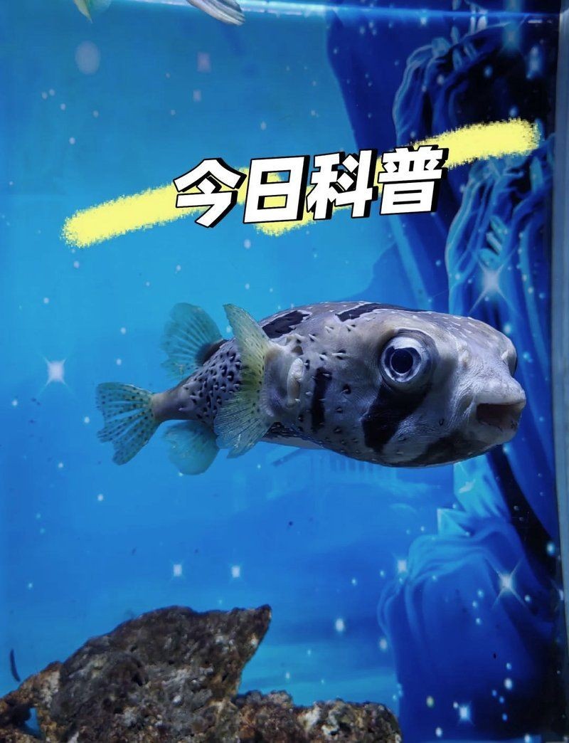 狗頭魚：狗頭魚:我真的是小狗頭嗎