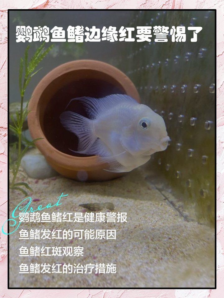 迷你鸚鵡魚鰭根部充血：迷你鸚鵡魚鰭充血怎么辦