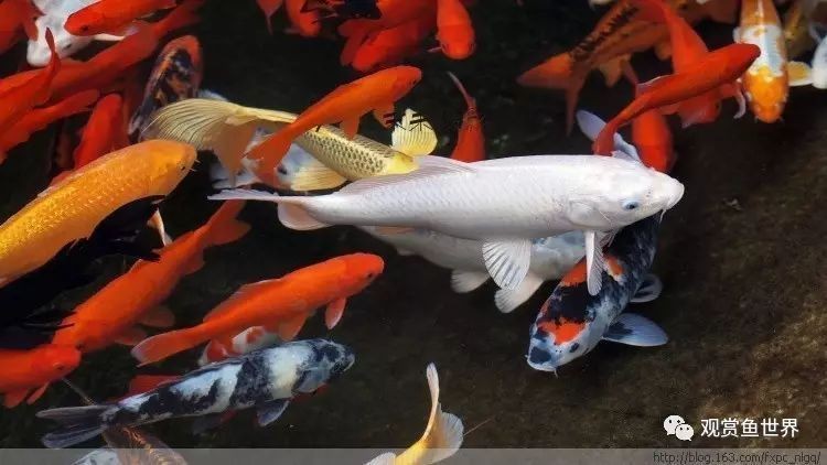 迷你鸚鵡魚鰭根部充血：迷你鸚鵡魚鰭充血怎么辦