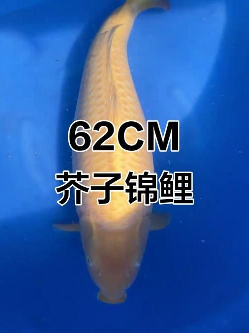 芥子錦鯉圖片：《芥子錦鯉圖片》以細膩筆觸勾勒出東方美學意境